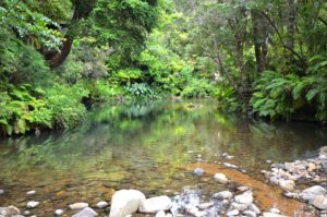 Image of the swimming hole in the Waiatekatanga River