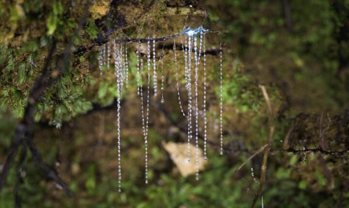 Glowworms at Wairua Lodge - Coromandel