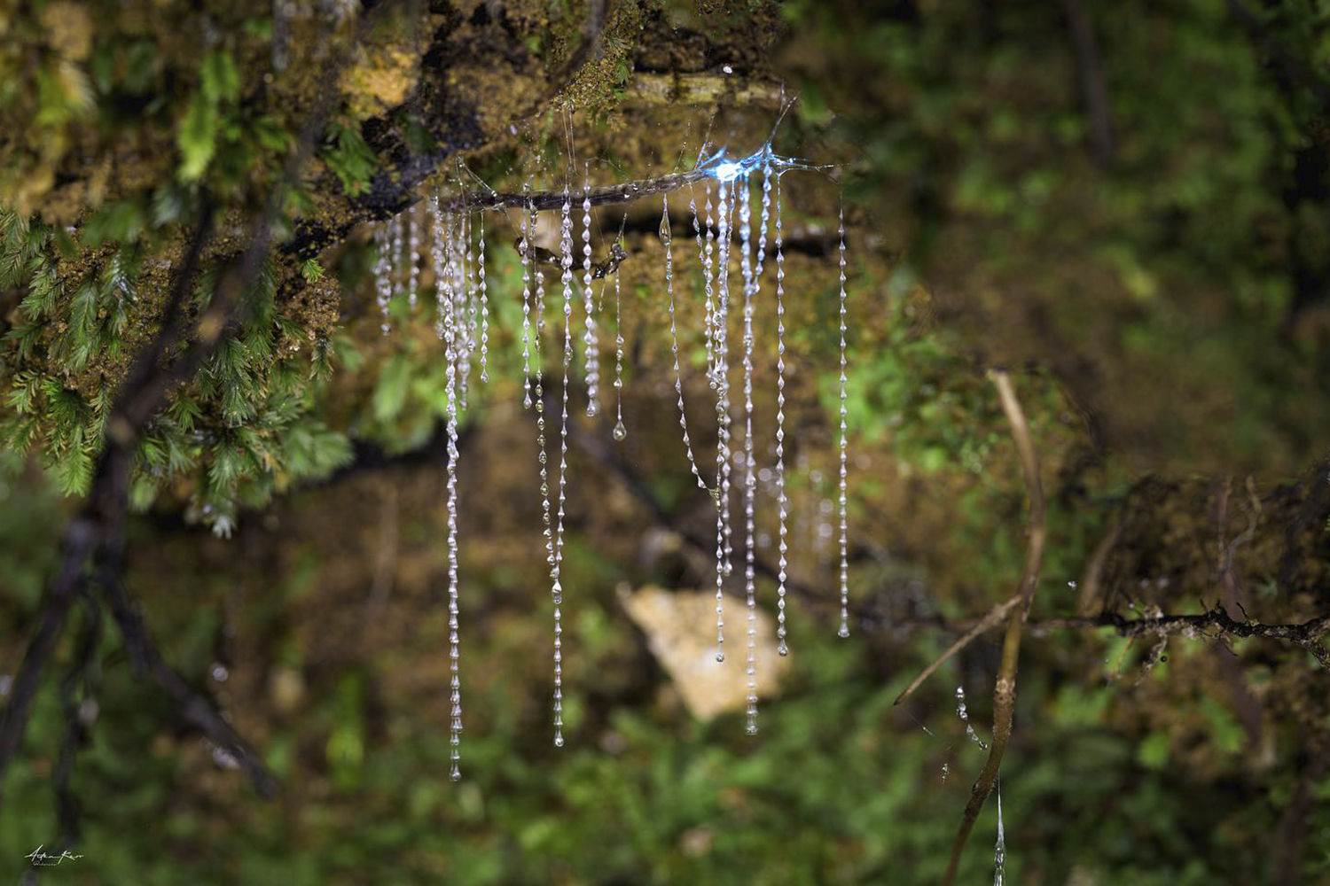 Glowworms at Wairua Lodge - Coromandel