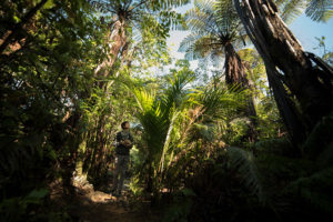 Wairua Lodge - Discover our Rainforest Trails
