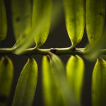 Detail Art by Elias Branch