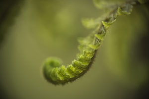 Discover beautiful details from our Rainforest - photos by Elias Branch