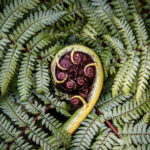 Wairua Lodge' commitment to the rainforest